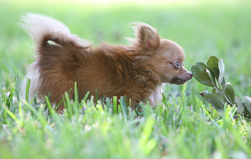 long haired chihuahua photos. inch long-haired Chihuahua