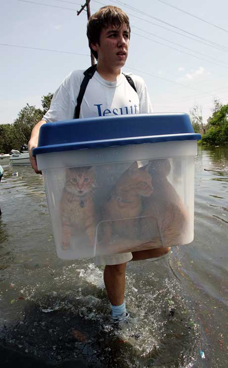 cats.jpg
