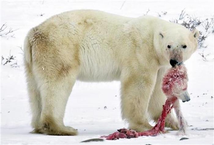 Polar+bear+slipping+on+ice
