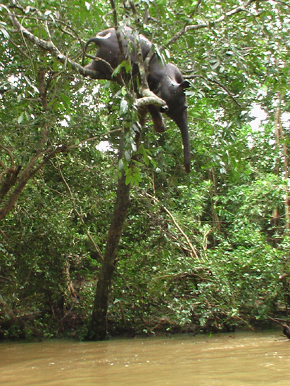 _50789885_elephant412