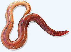 240px-Redwiggler1