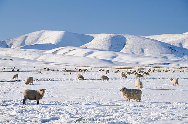 New Zealand Photos | Winter Sheep New Zealand Photos | Winter Sheep
